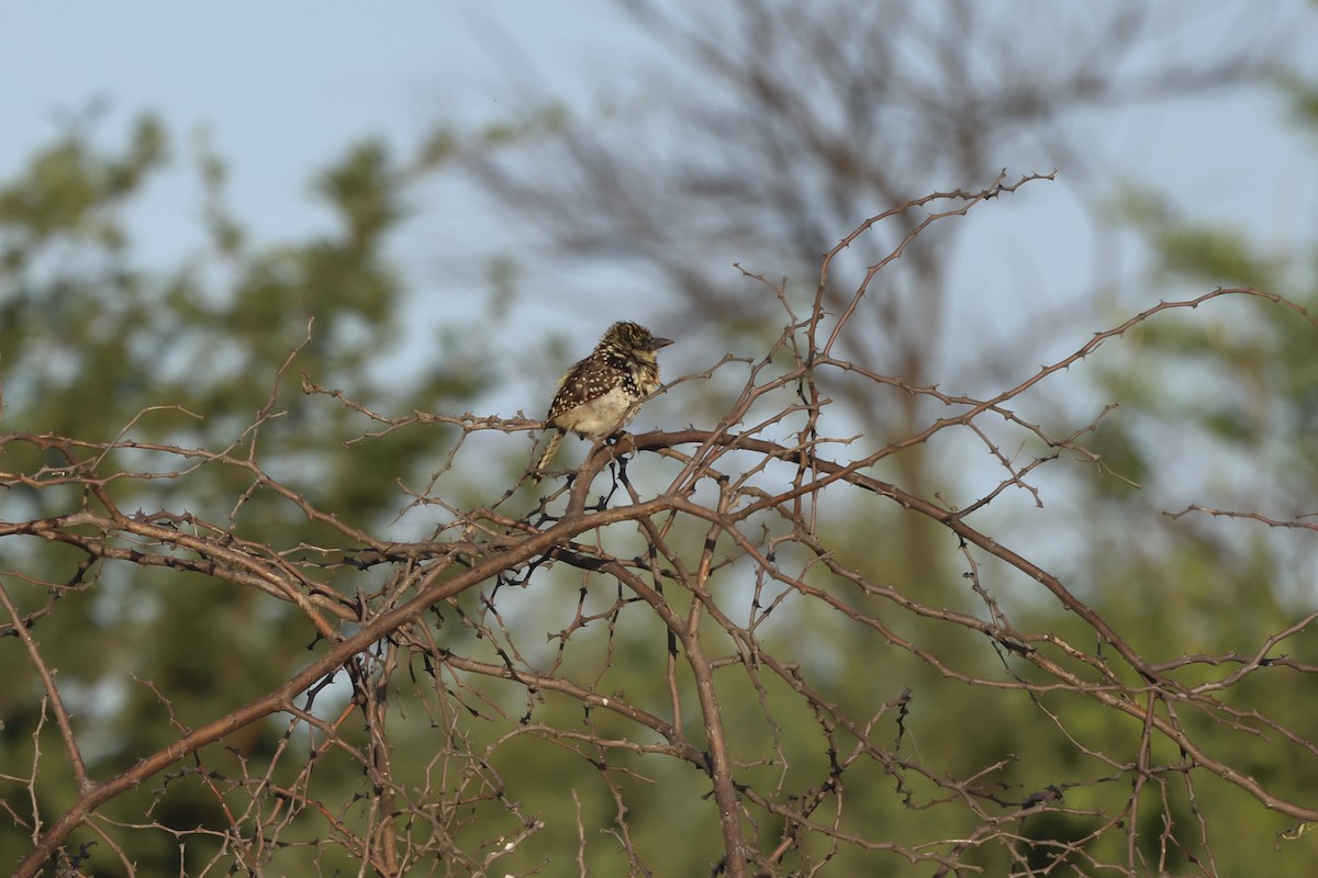 D'Arnaud's Barbet (Usambiro) - ML639901944