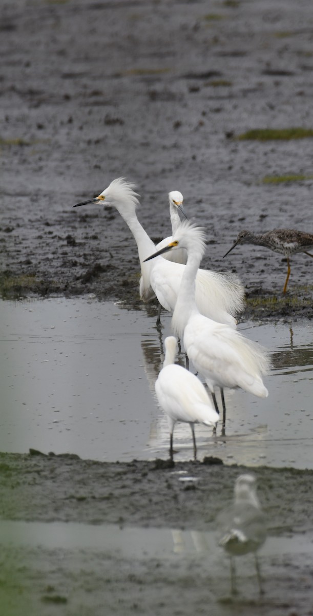 Snowy Egret - ML639901948