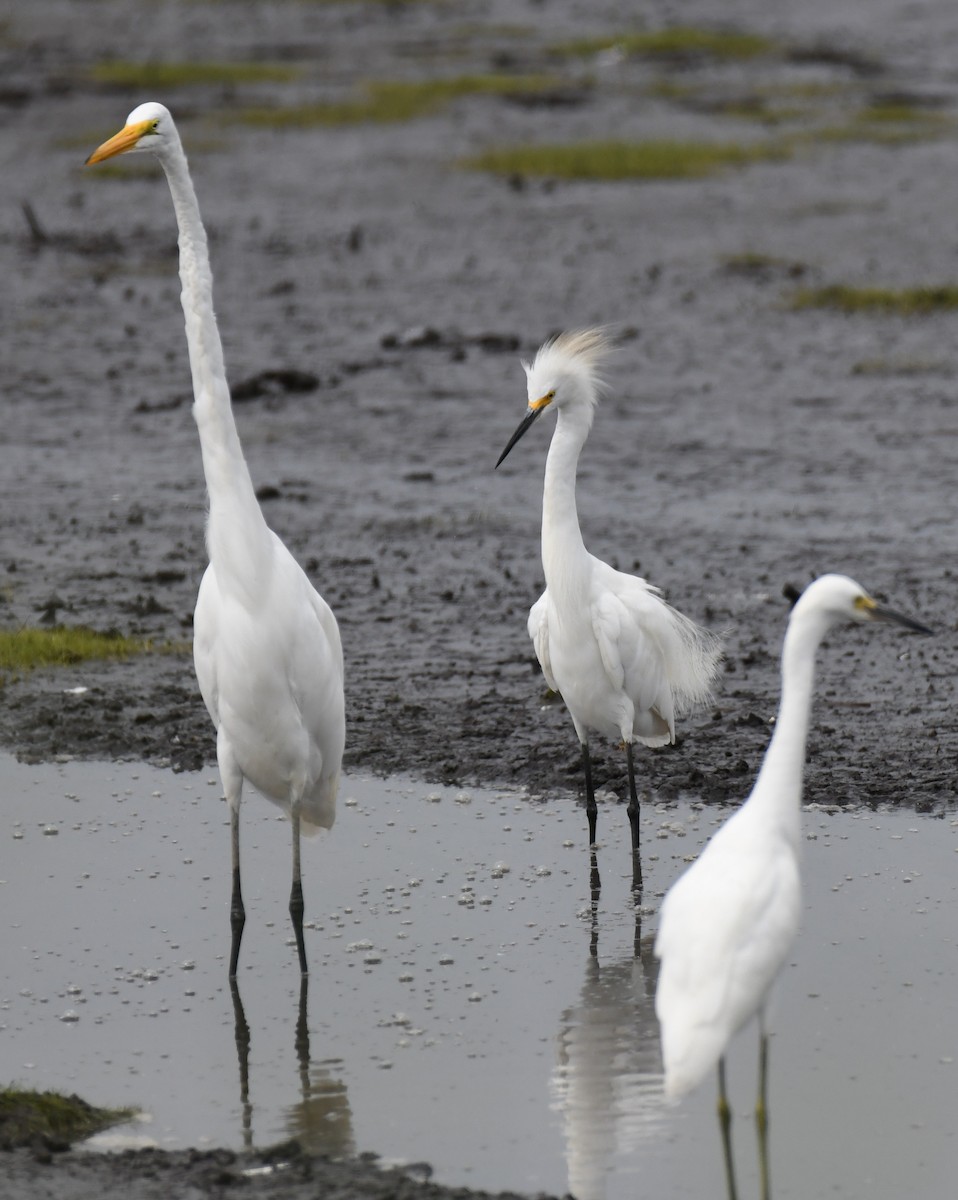 Snowy Egret - ML639901950