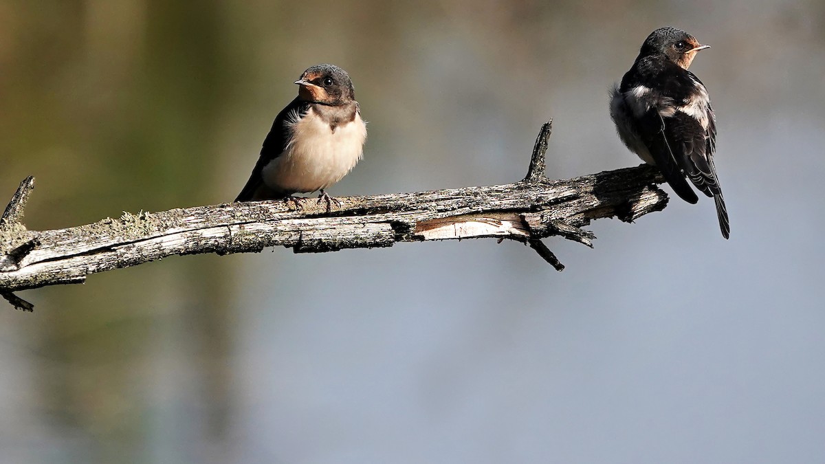 Barn Swallow - ML639902069