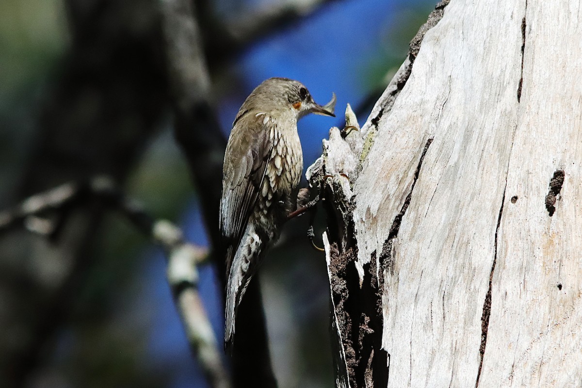 White-throated Treecreeper - ML639902112