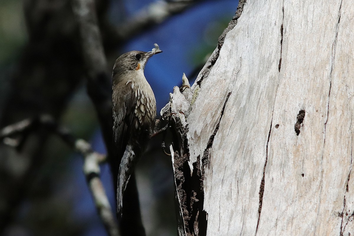 White-throated Treecreeper - ML639902113