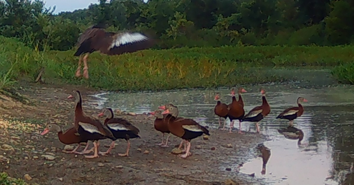 Black-bellied Whistling-Duck - ML639902115