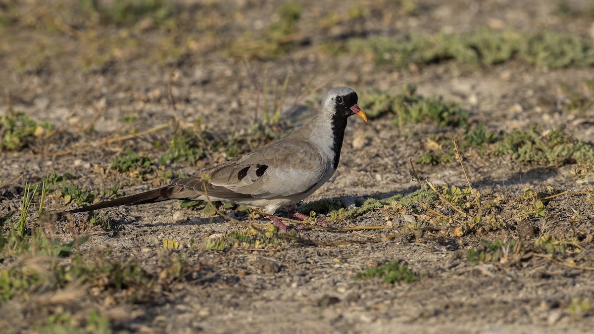 Namaqua Dove - ML639902116