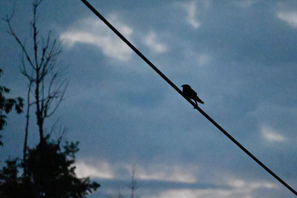 nightjar sp. - ML639902117