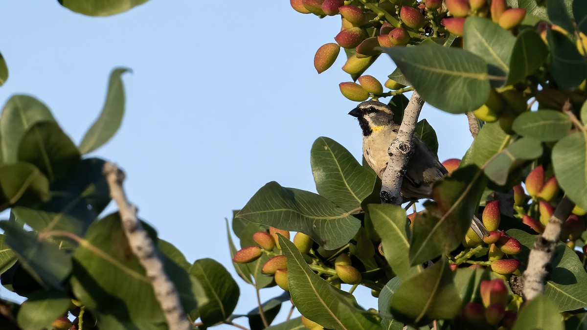 Dead Sea Sparrow - ML639902128