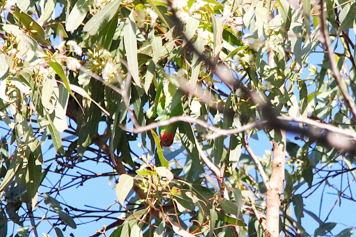 Little Lorikeet - ML639902130