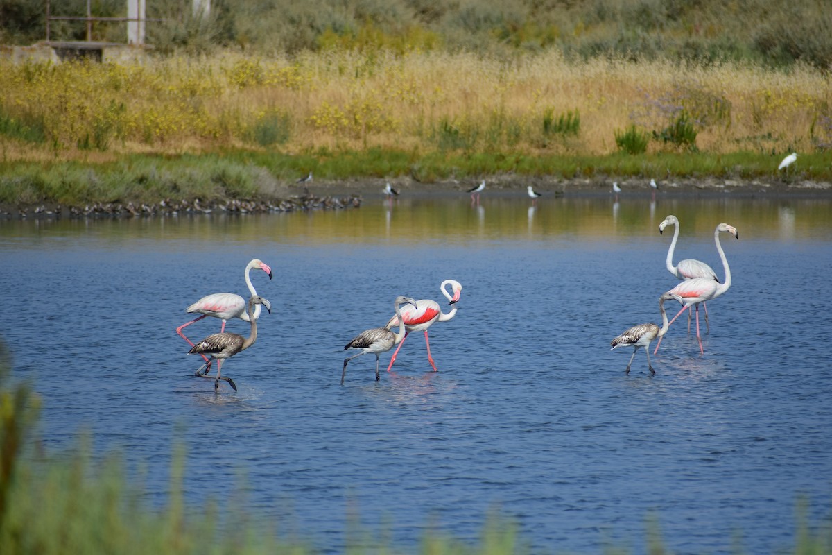 Greater Flamingo - ML639902150