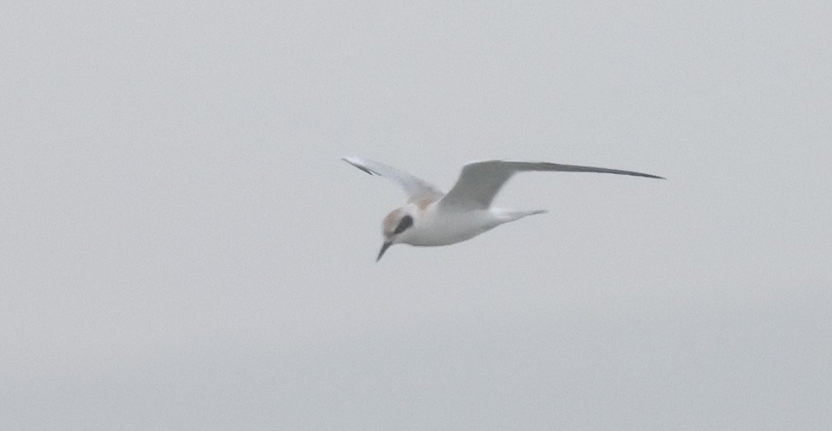 Forster's/Common Tern - ML639902165