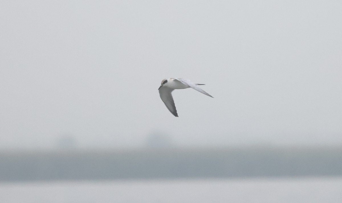 Forster's/Common Tern - ML639902166