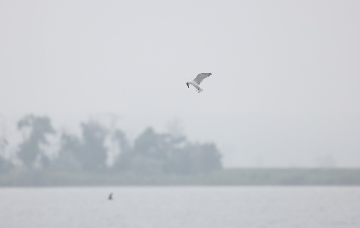 Forster's/Common Tern - ML639902167
