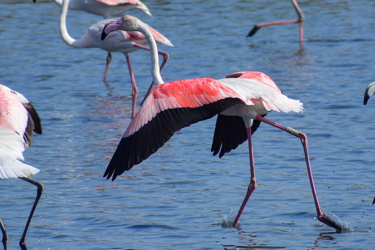 Greater Flamingo - ML639902173