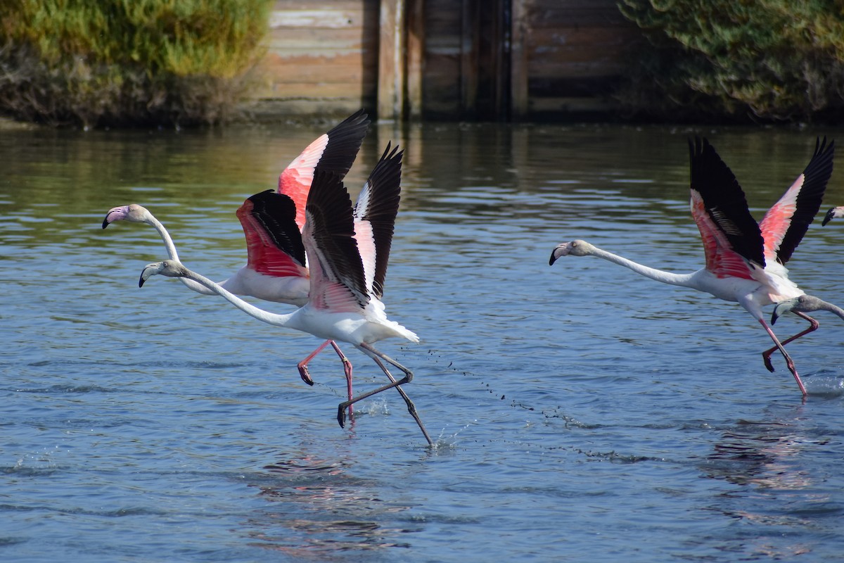 Greater Flamingo - ML639902175