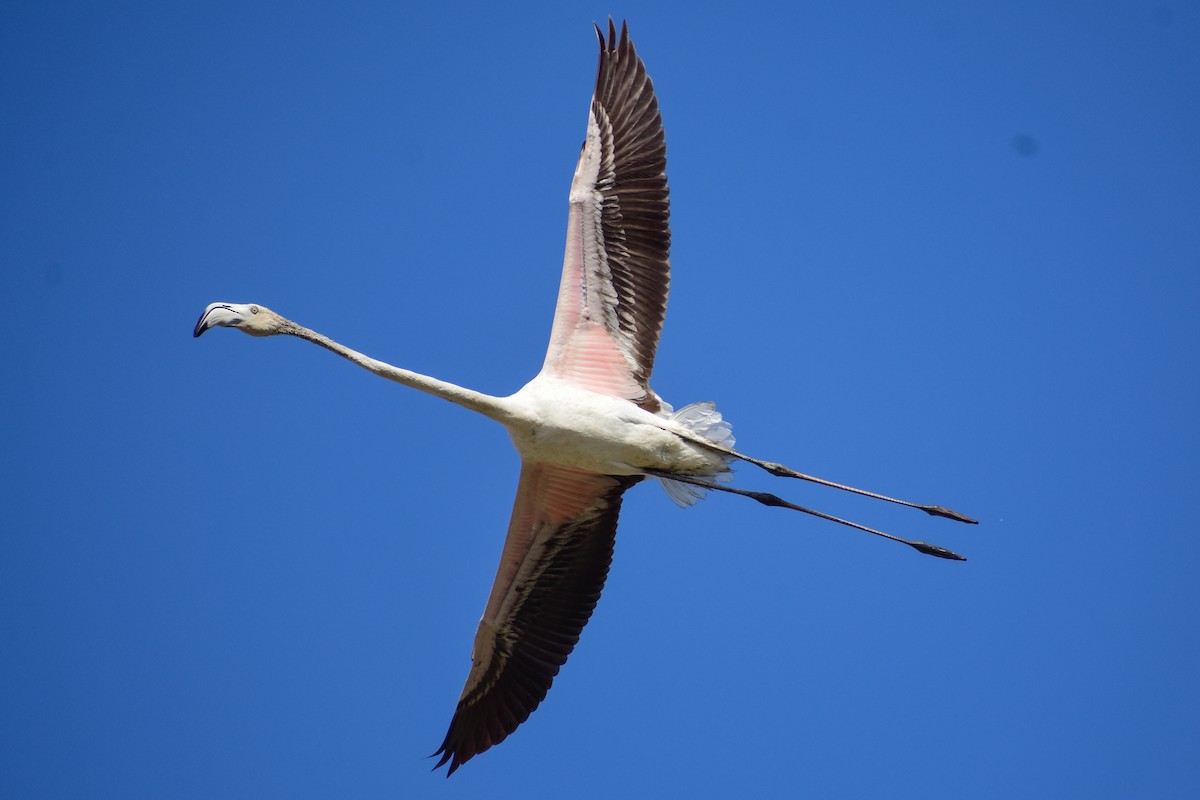 Greater Flamingo - ML639902176