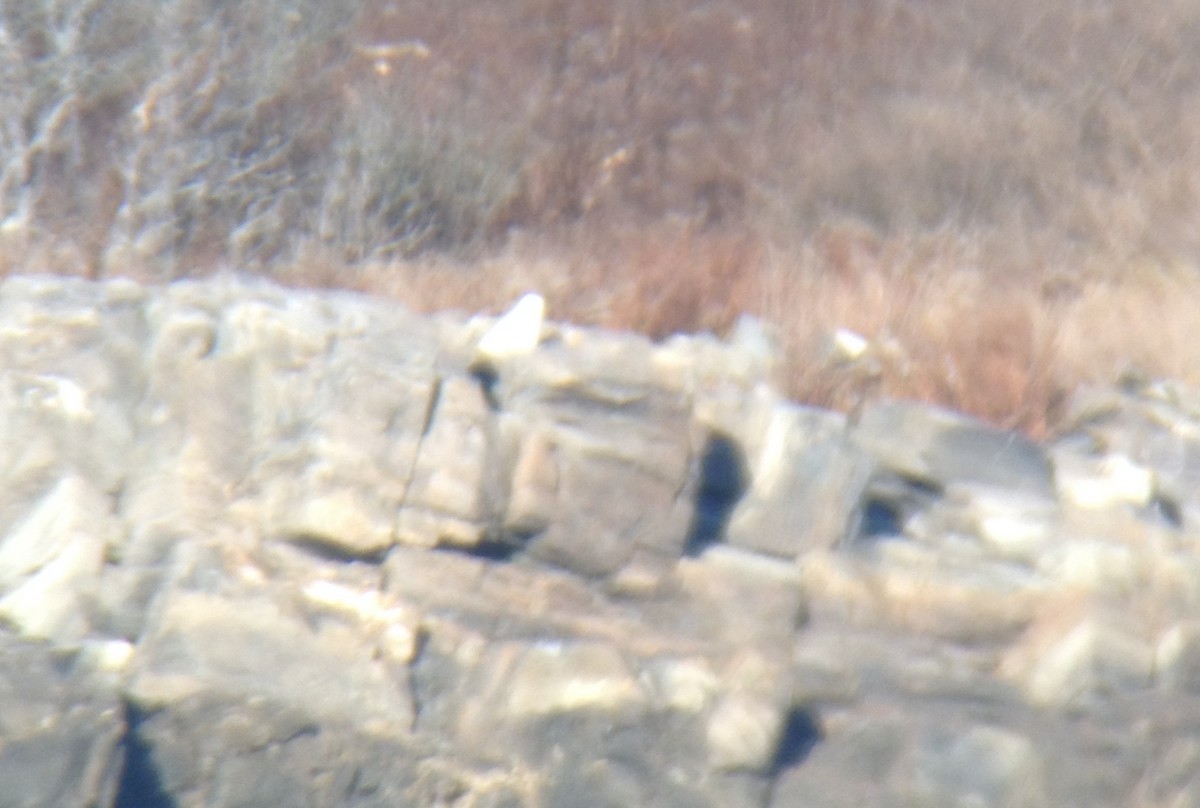 Snowy Owl - ML639902187
