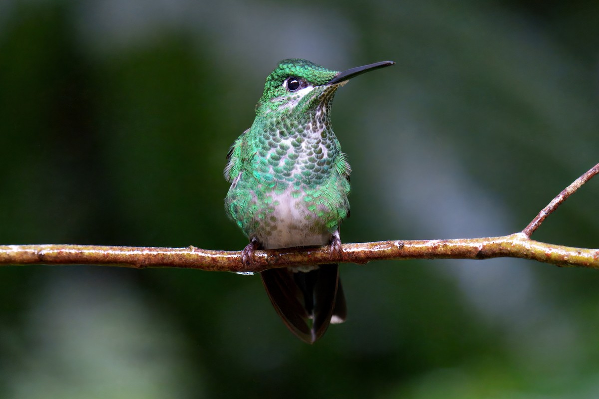 Green-crowned Brilliant - ML639902192