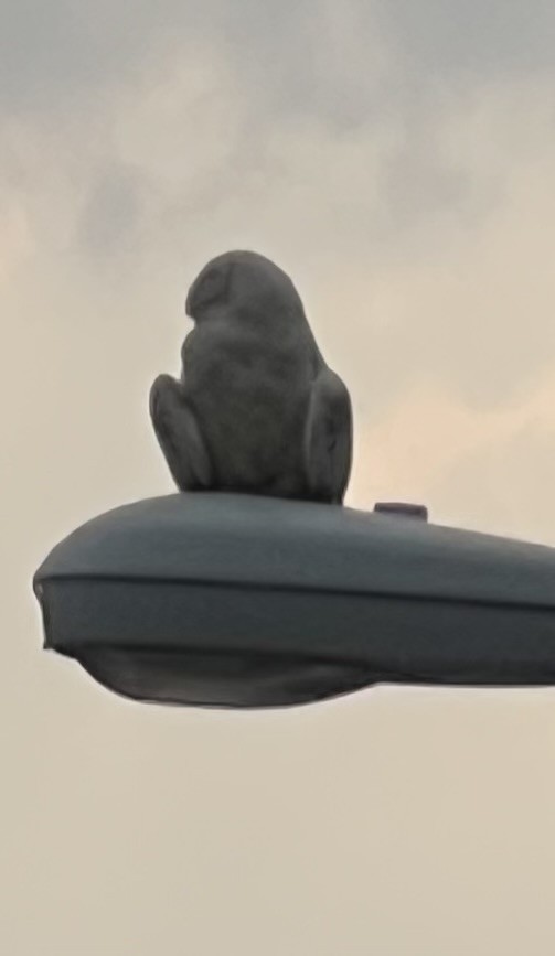 Snowy Owl - ML639902193