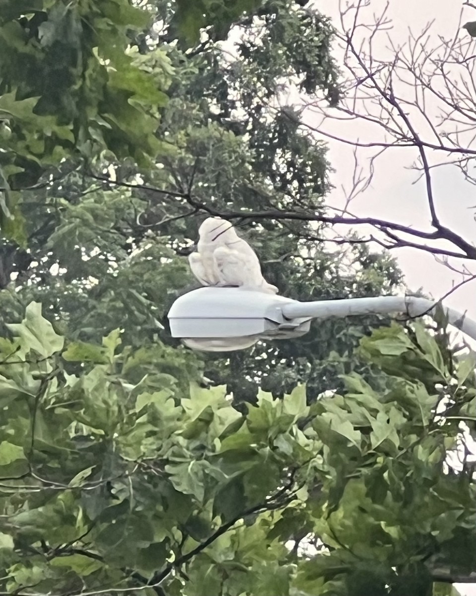 Snowy Owl - ML639902194