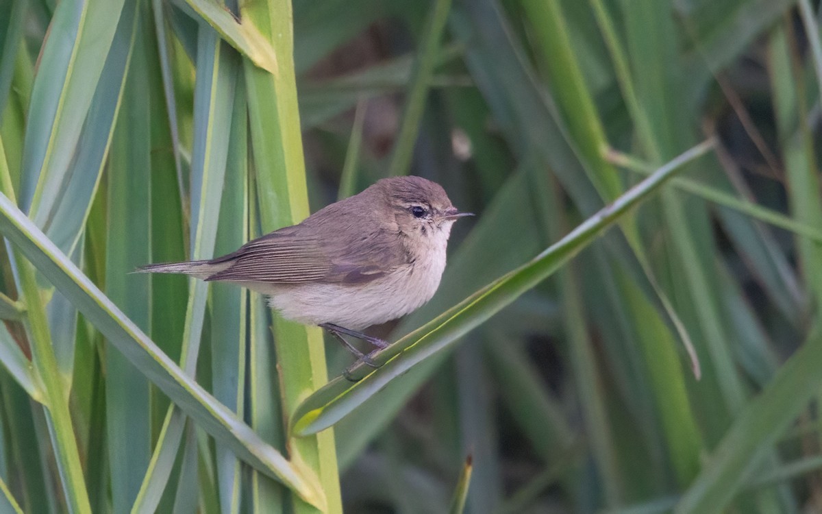 Common Chiffchaff - ML639902252
