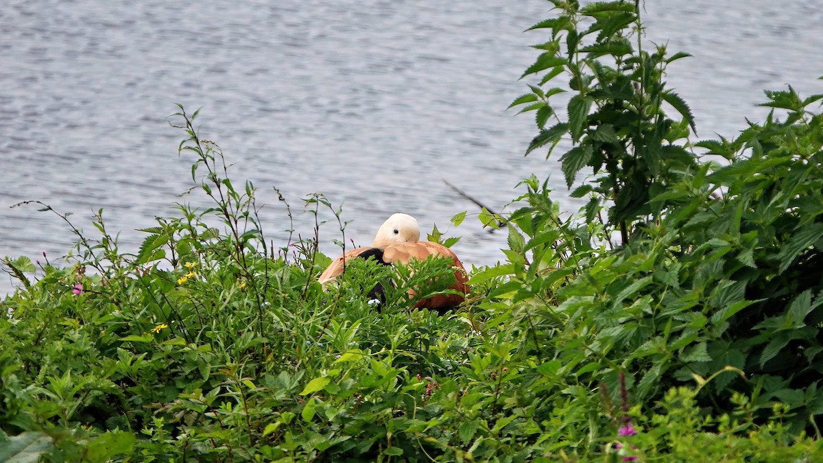 Ruddy Shelduck - ML639902265