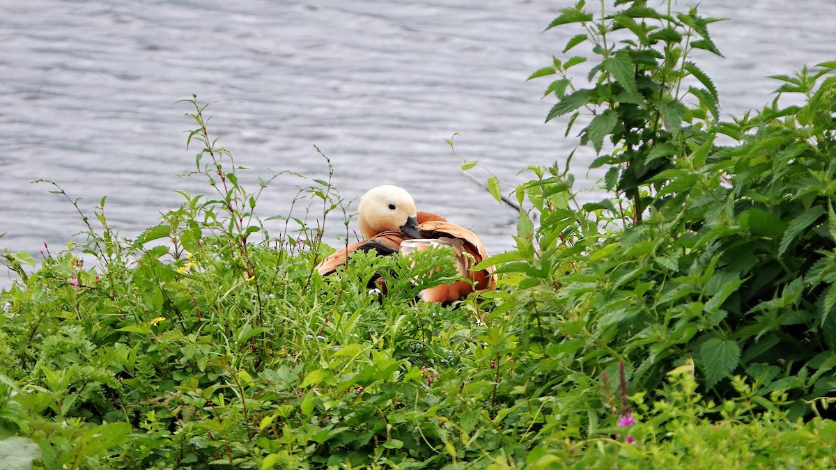 Ruddy Shelduck - ML639902288