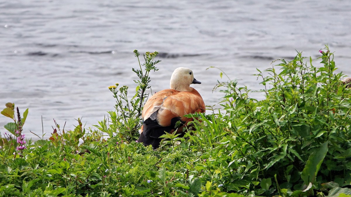 Ruddy Shelduck - ML639902289