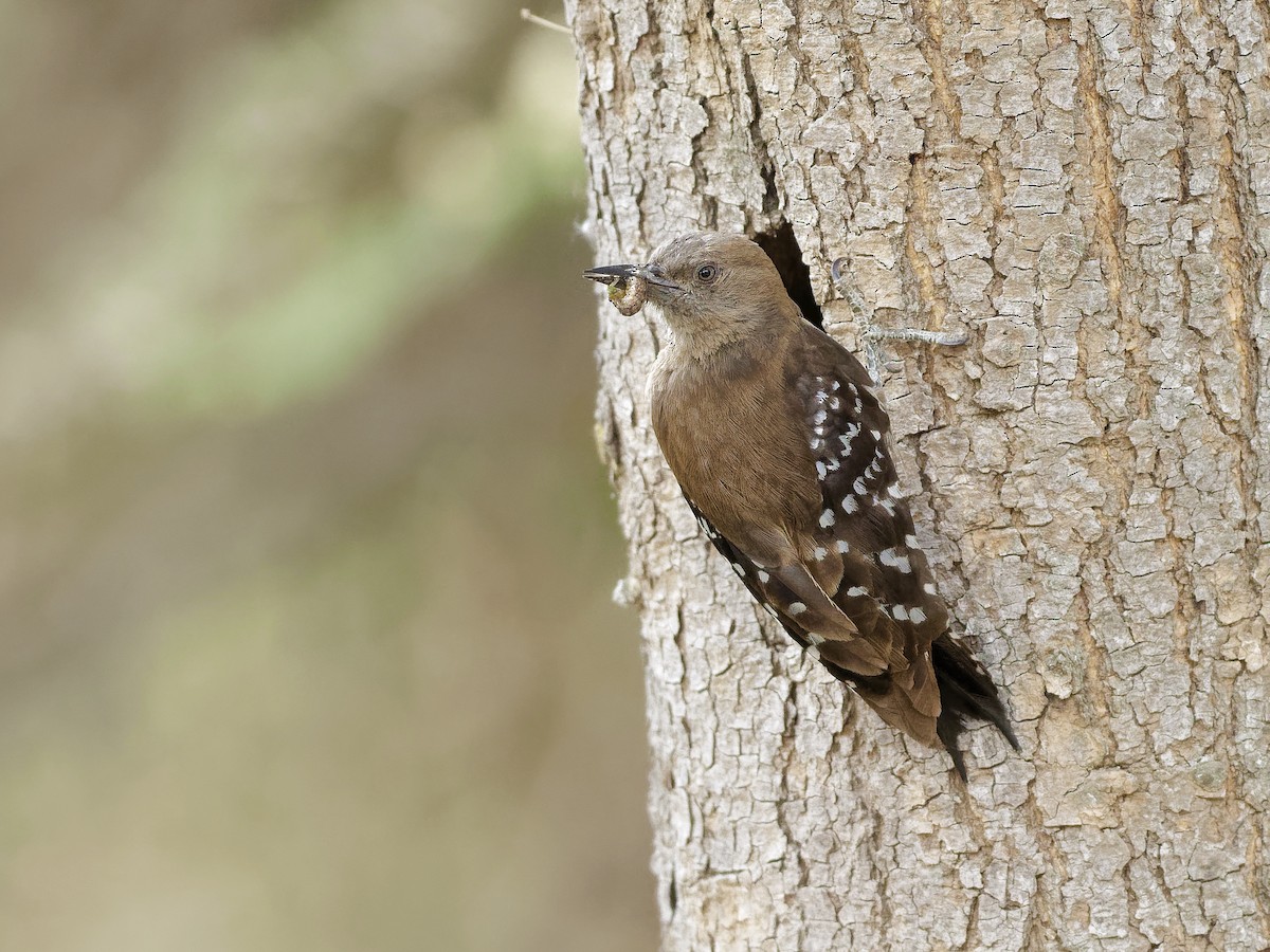 Arabian Woodpecker - ML639902294