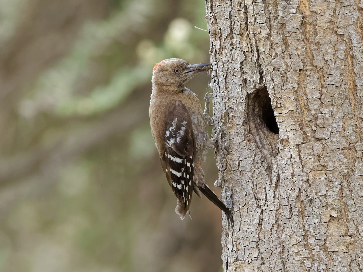 Arabian Woodpecker - ML639902295
