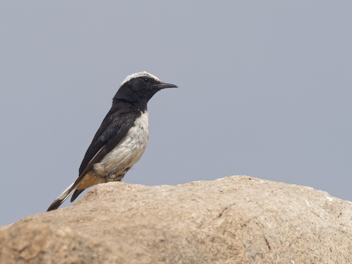 Arabian Wheatear - ML639902298