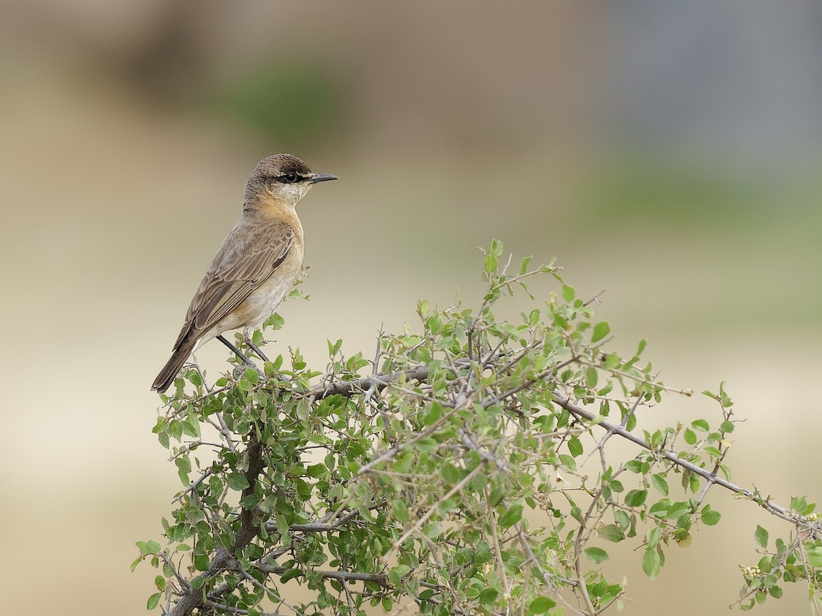 Buff-breasted Wheatear - ML639902309