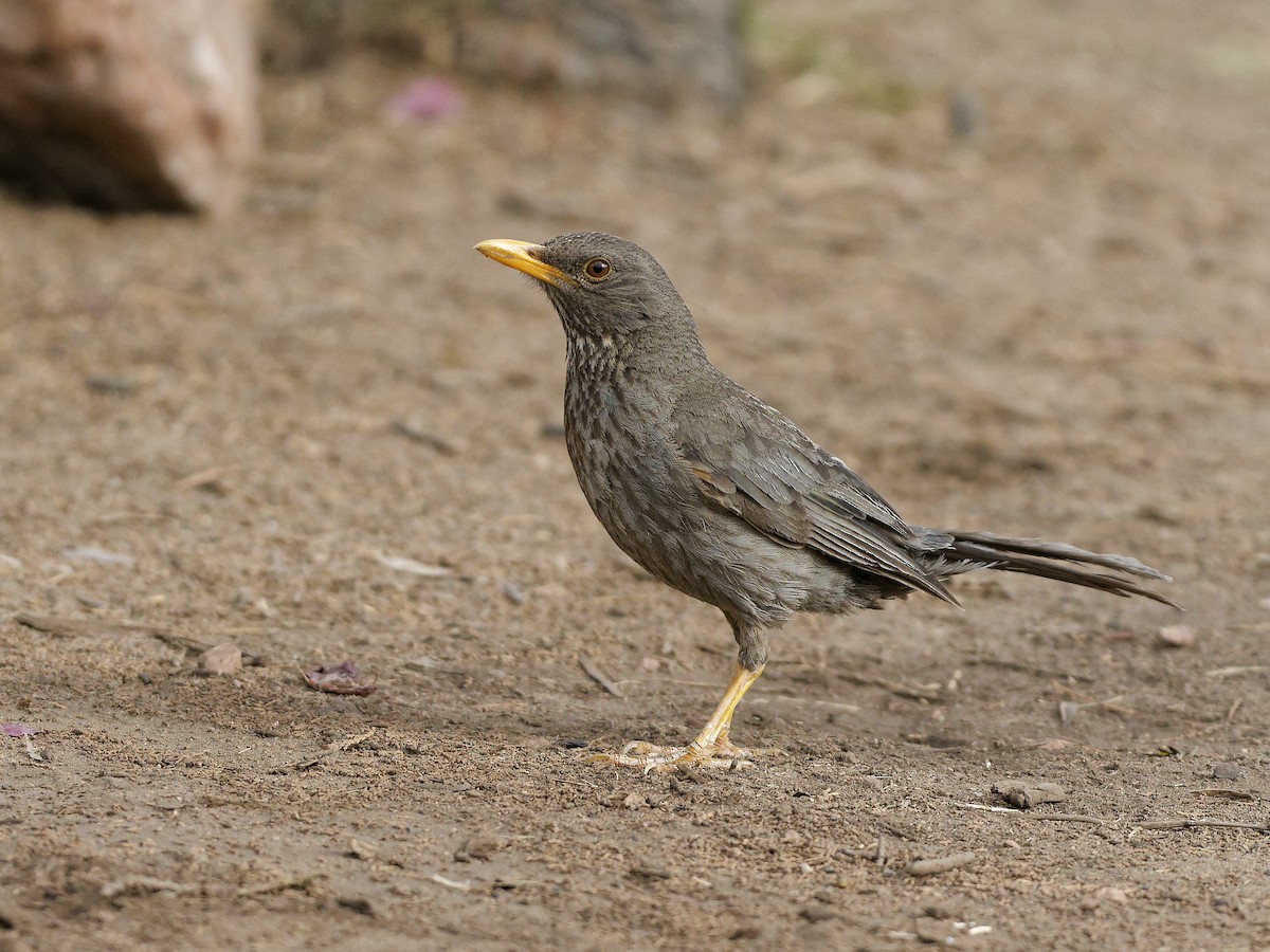 Yemen Thrush - ML639902314