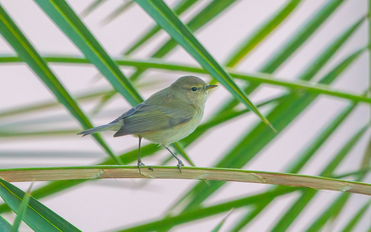 Common Chiffchaff - ML639902333