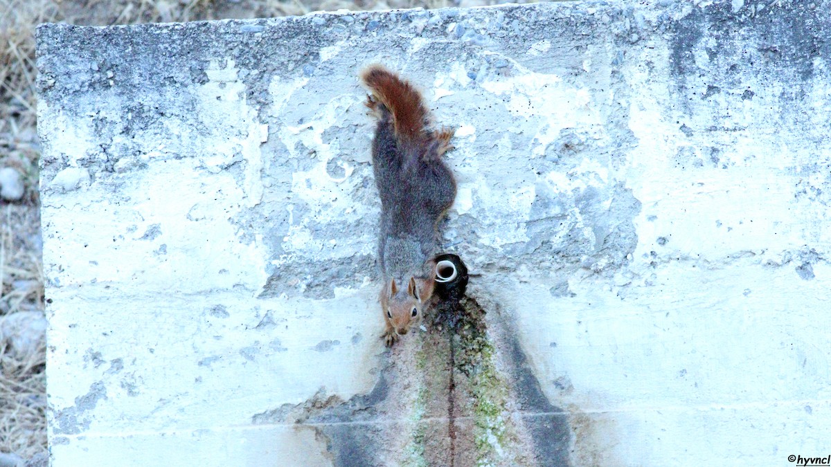 Caucasian Squirrel - ML639902352