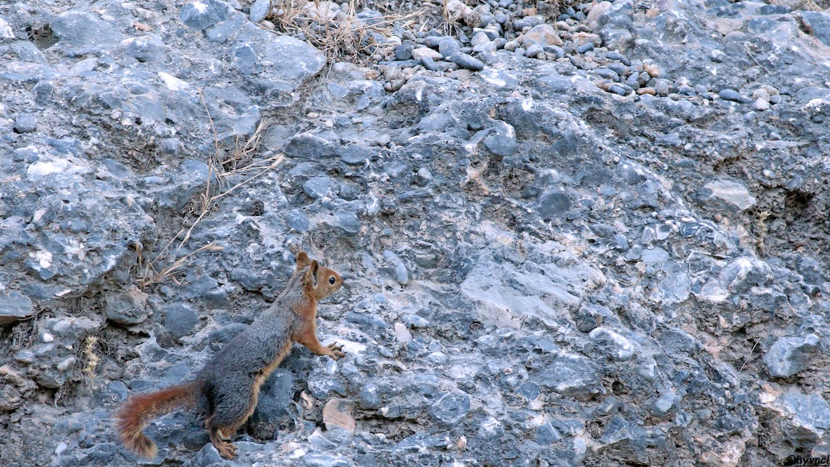 Caucasian Squirrel - ML639902353