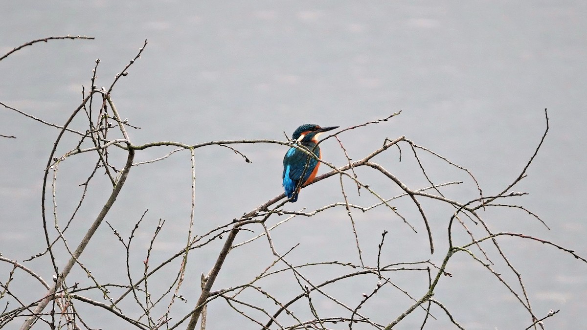 Common Kingfisher - ML639902357