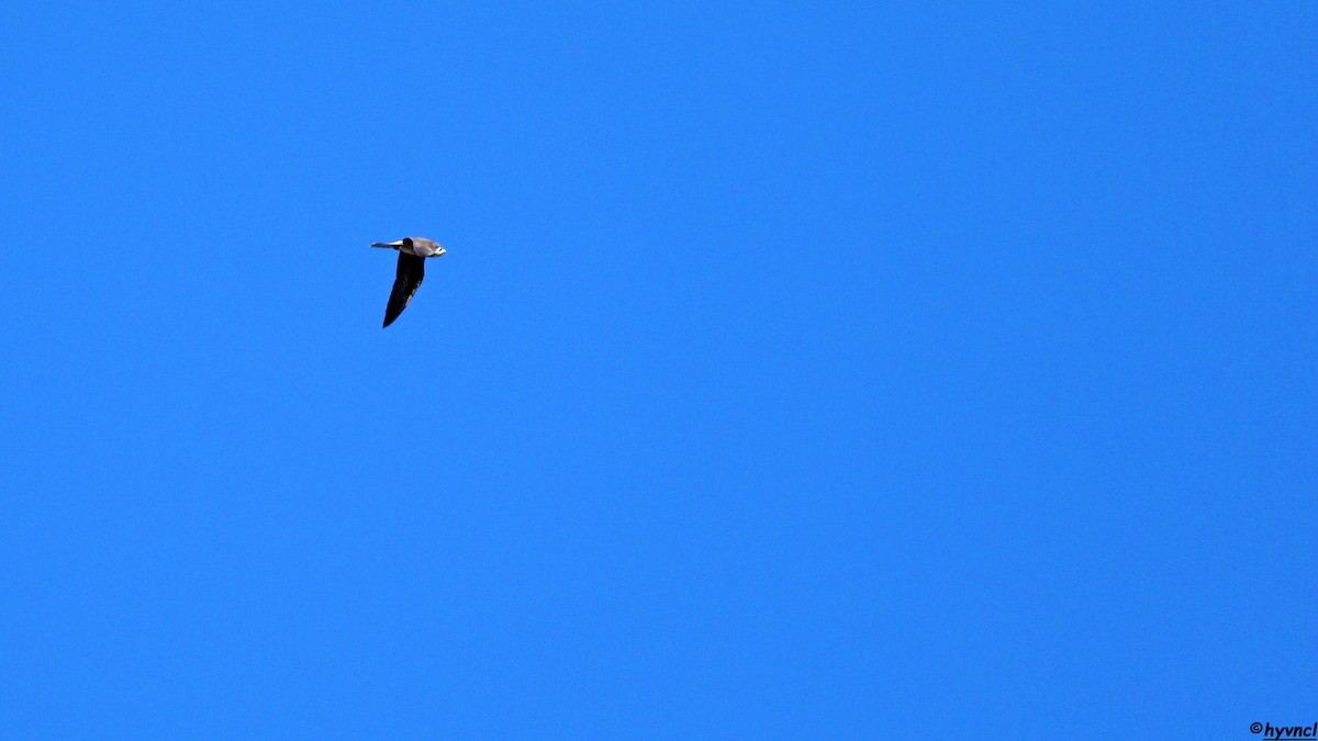 Eleonora's Falcon - ML639902362