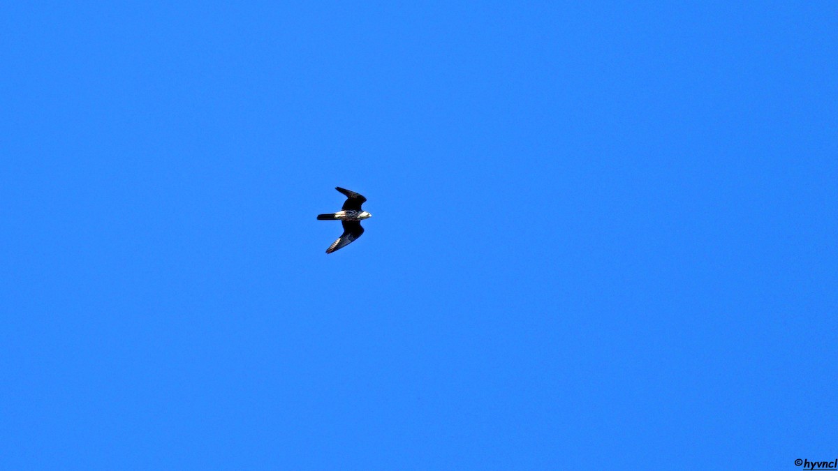 Eleonora's Falcon - ML639902363