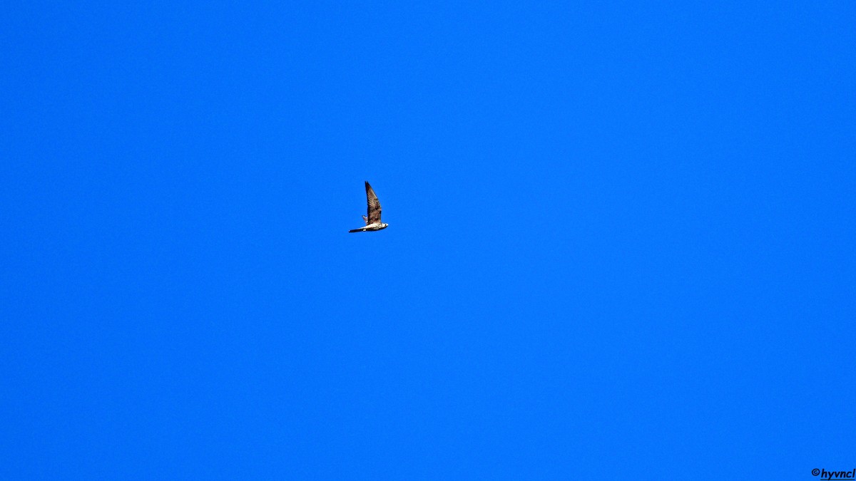 Eleonora's Falcon - ML639902364