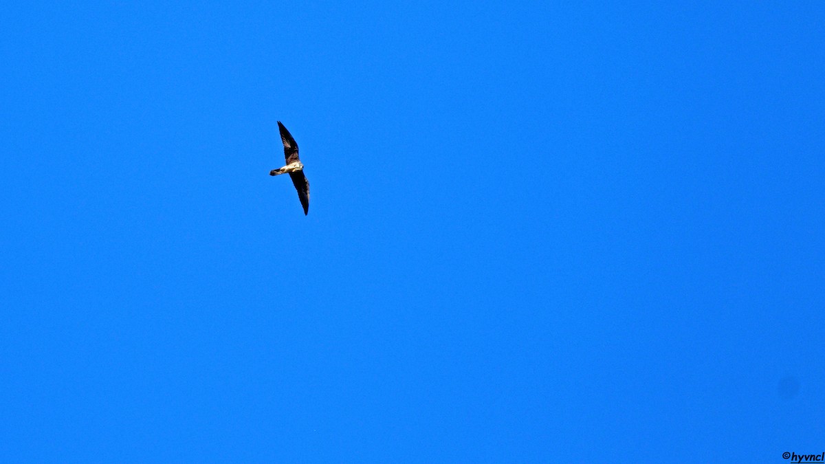 Eleonora's Falcon - ML639902366