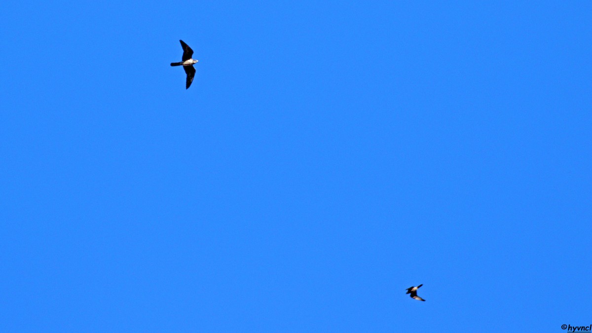 Eleonora's Falcon - ML639902367