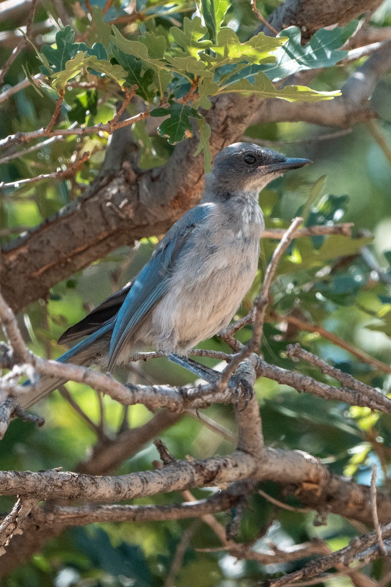 Woodhouse's Scrub-Jay - ML639902412