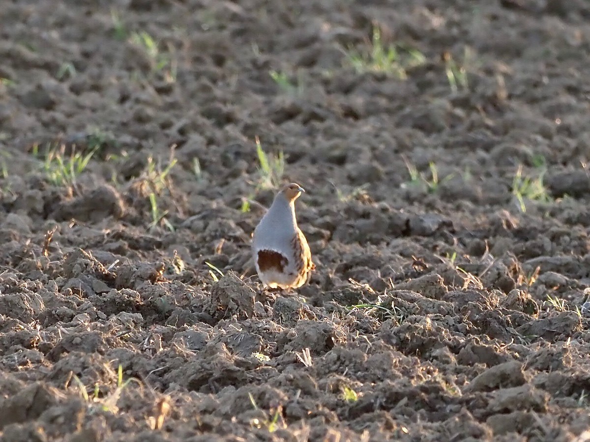 Gray Partridge - ML639902573