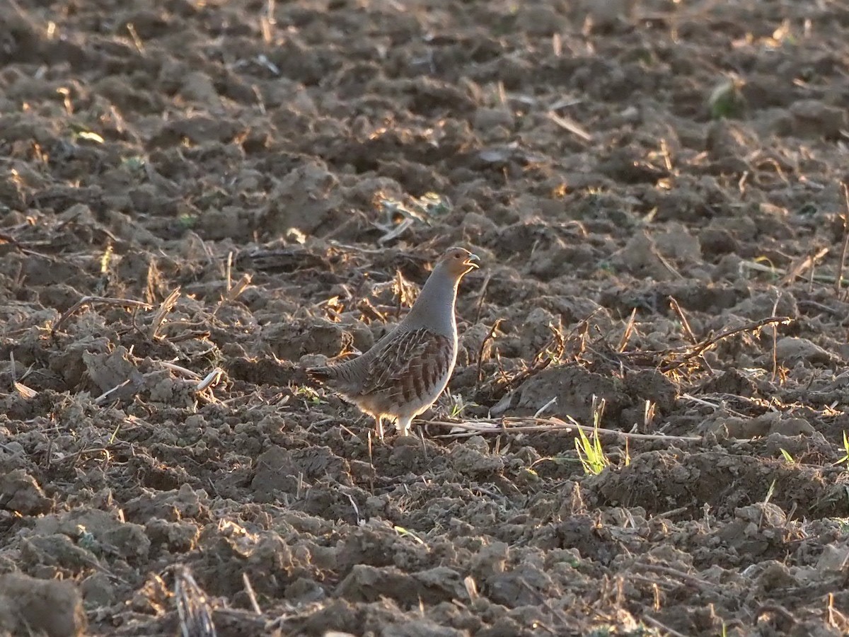 Gray Partridge - ML639902574