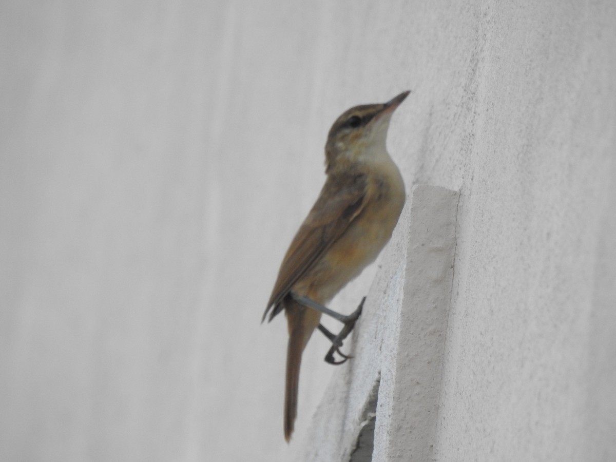 Clamorous Reed Warbler - ML639902606