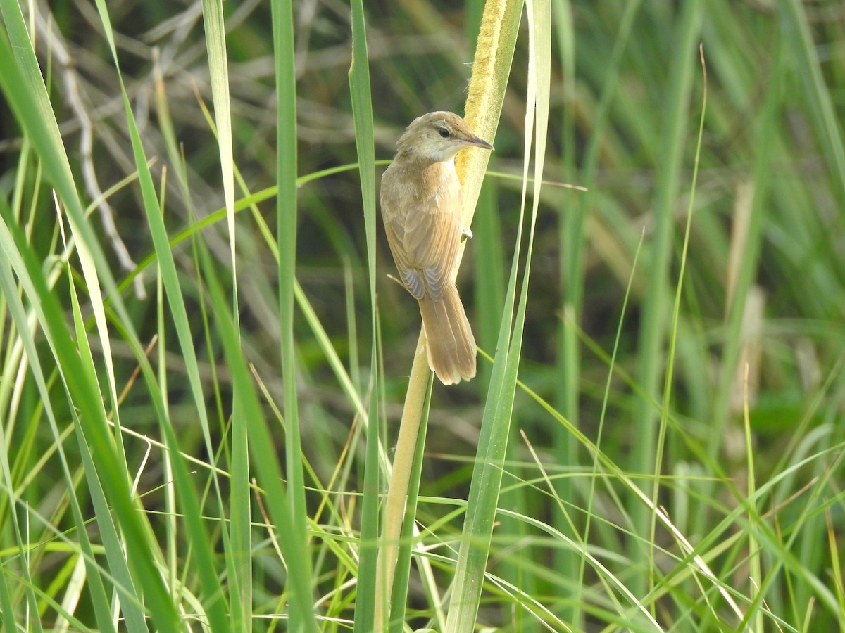 Clamorous Reed Warbler - ML639902607