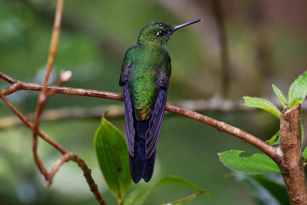 Green-crowned Brilliant - ML639902713