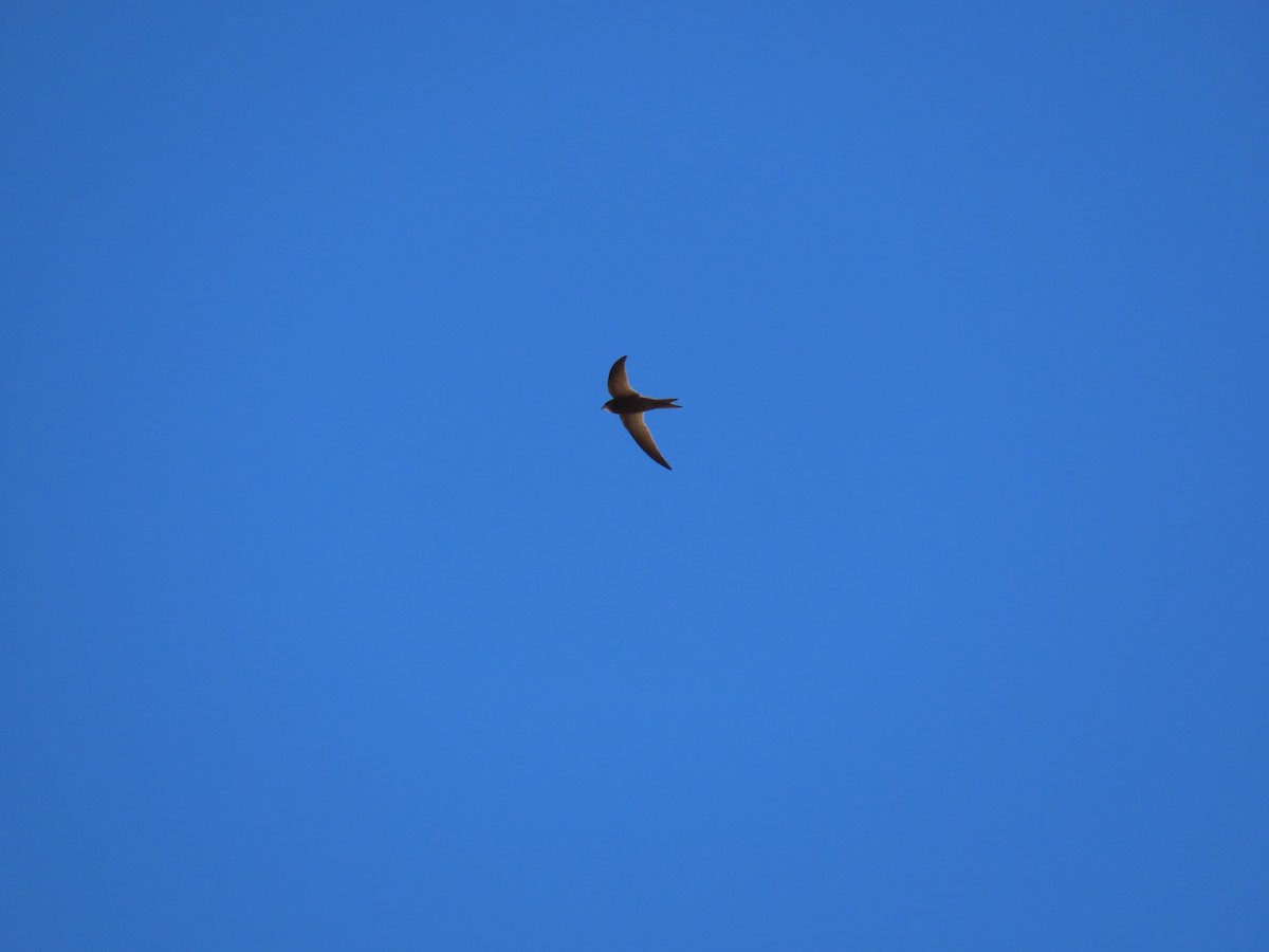 Pallid Swift - ML639902751