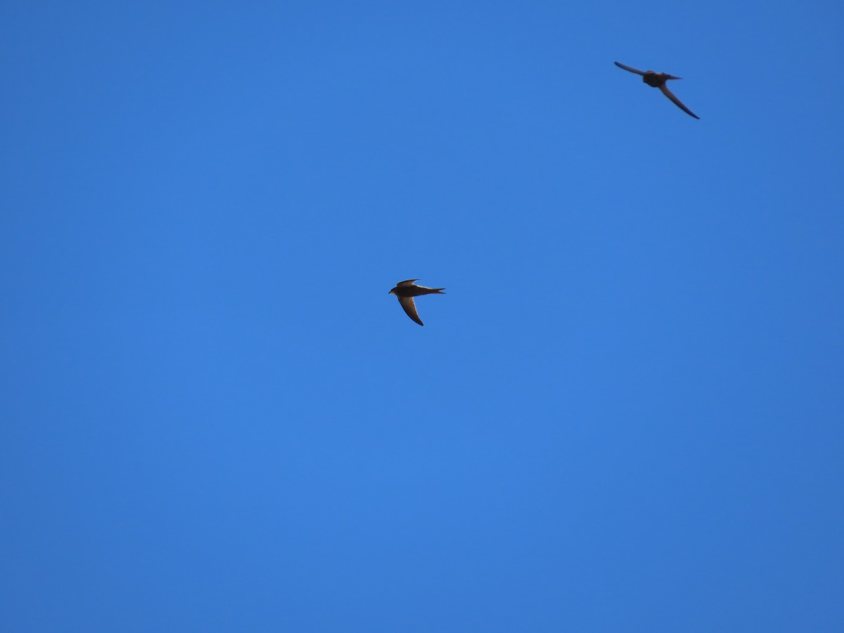 Pallid Swift - ML639902752