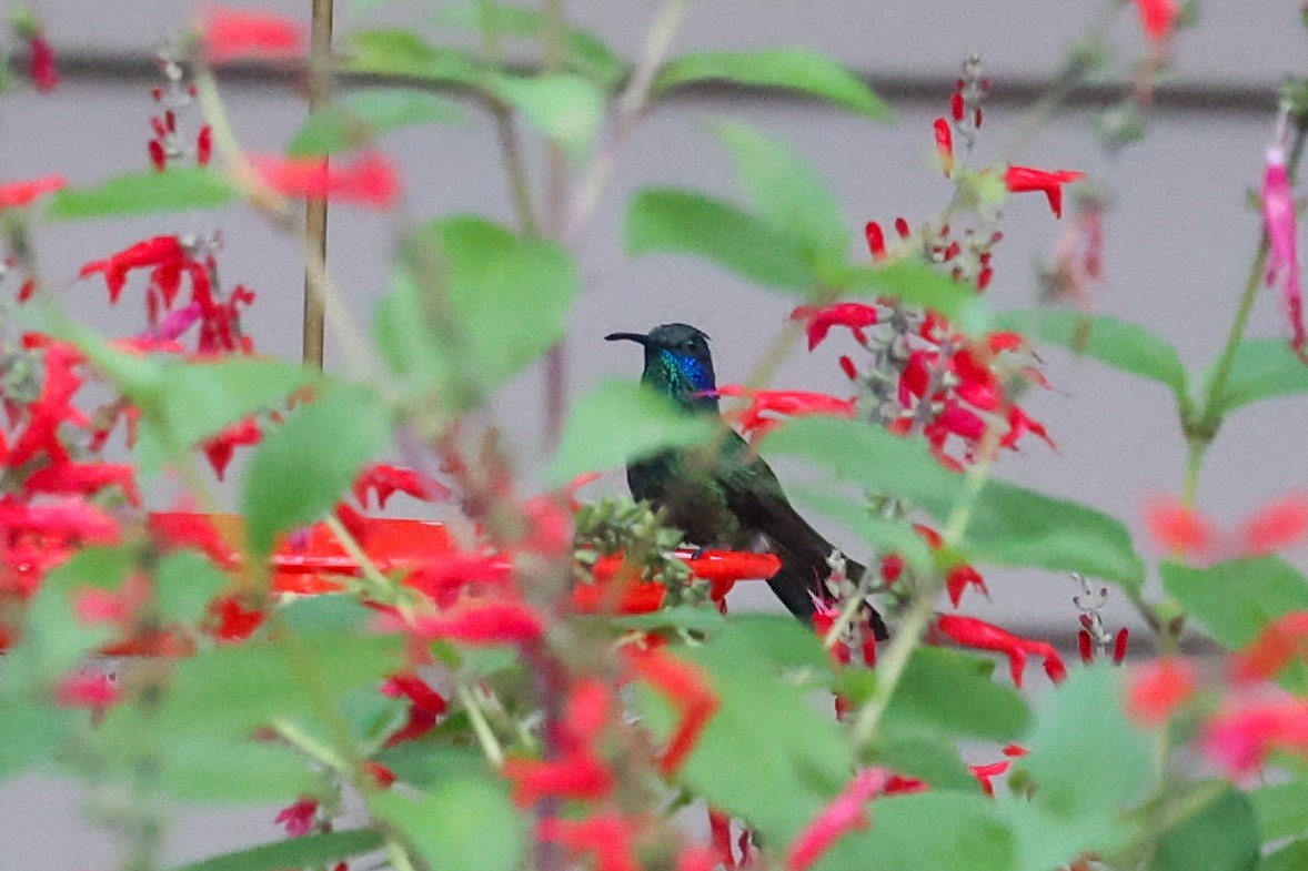 Mexican Violetear - ML639902779