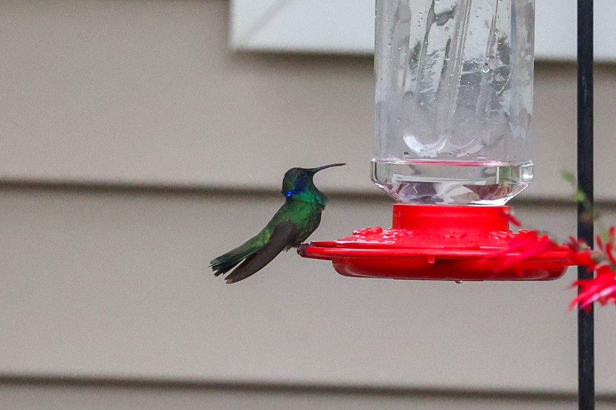 Mexican Violetear - ML639902780